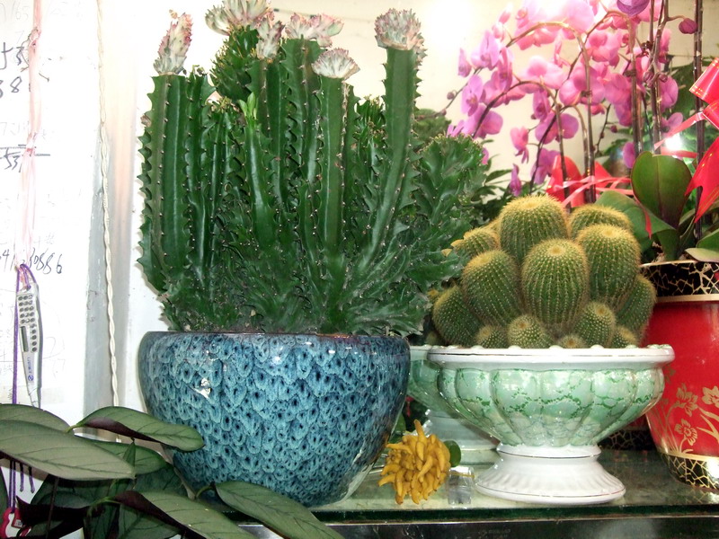 DSCF0458.jpg
