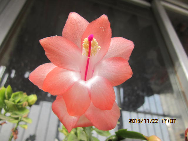兰州大佛寺焉支山 003.jpg