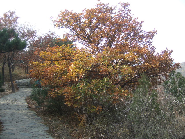 DSCF8249_调整大小.JPG