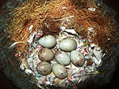 DSCN0468.JPG