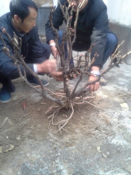 BigBull_20131130_125229.jpg