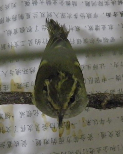 黄腰.jpg