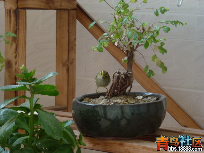 P1040045_调整大小.jpg