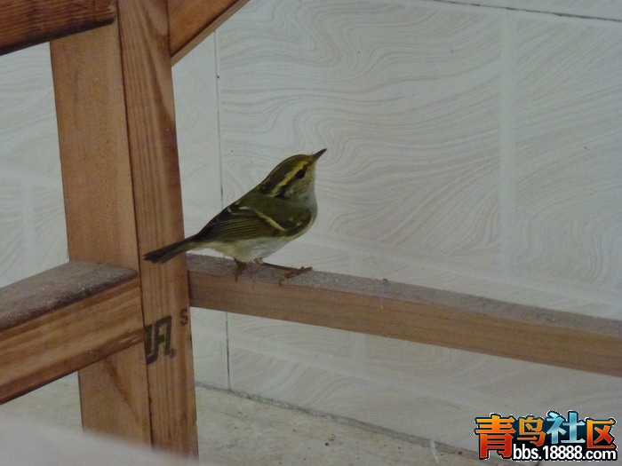 P1040031_调整大小.jpg