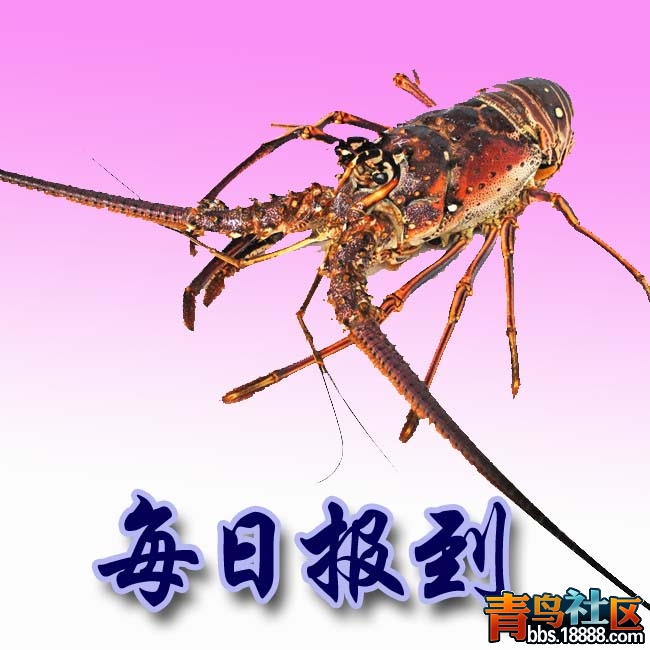167_529100_95de8a45ee36837.jpg