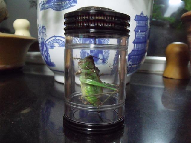 DSCF2451.JPG