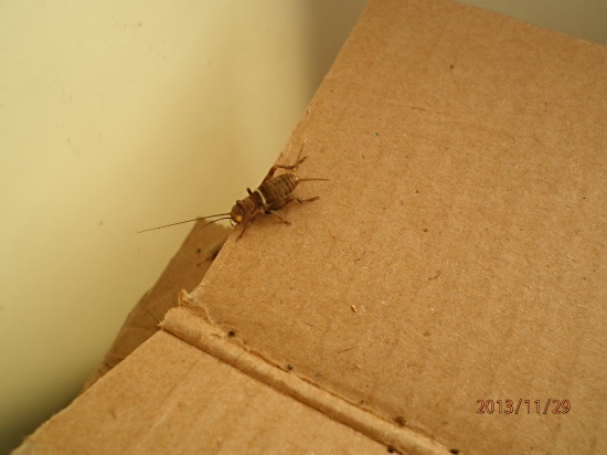 PB291235.jpg