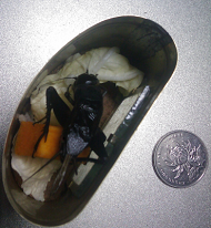 虫子.jpg