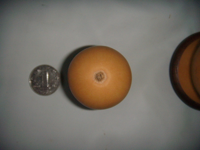 DSCN9500.JPG