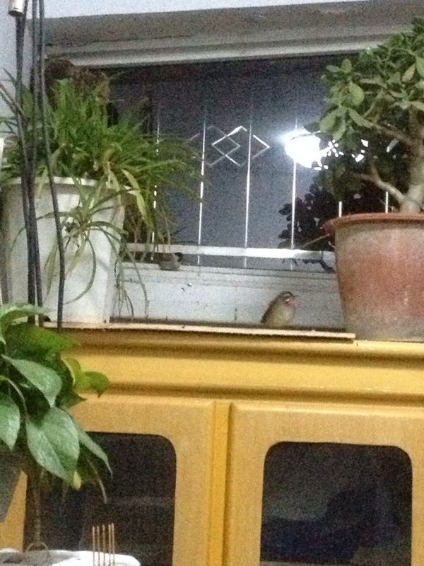 鸟房1.jpg