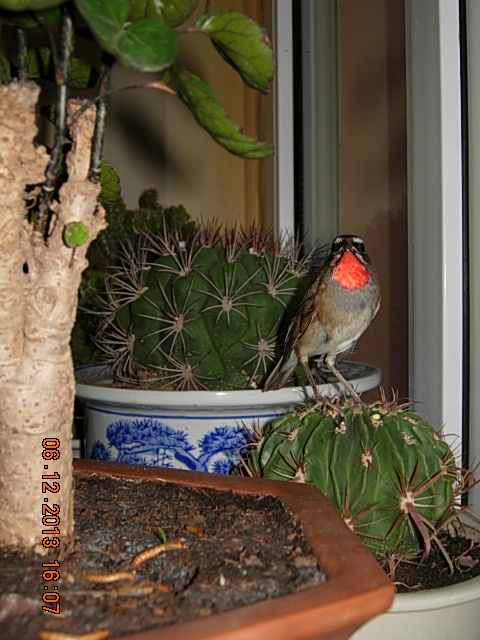 DSCN2988.JPG