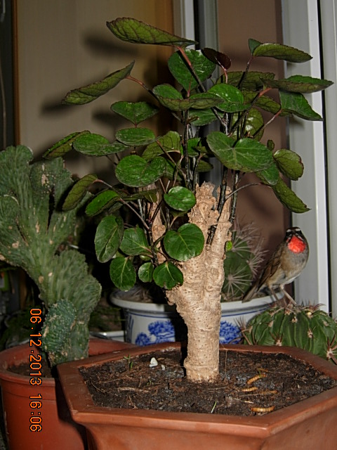DSCN2987.JPG