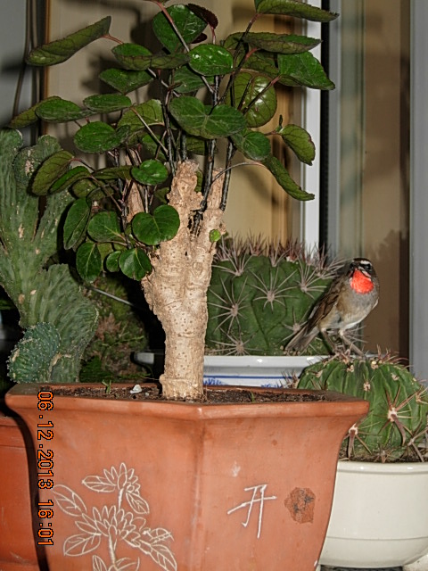 DSCN2972.JPG