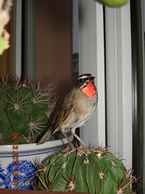 DSCN2991.JPG