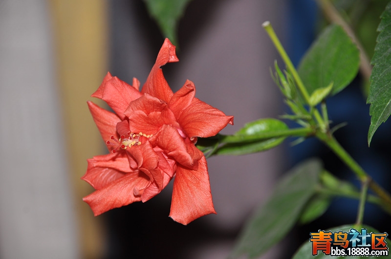 DSC_9062_副本.jpg