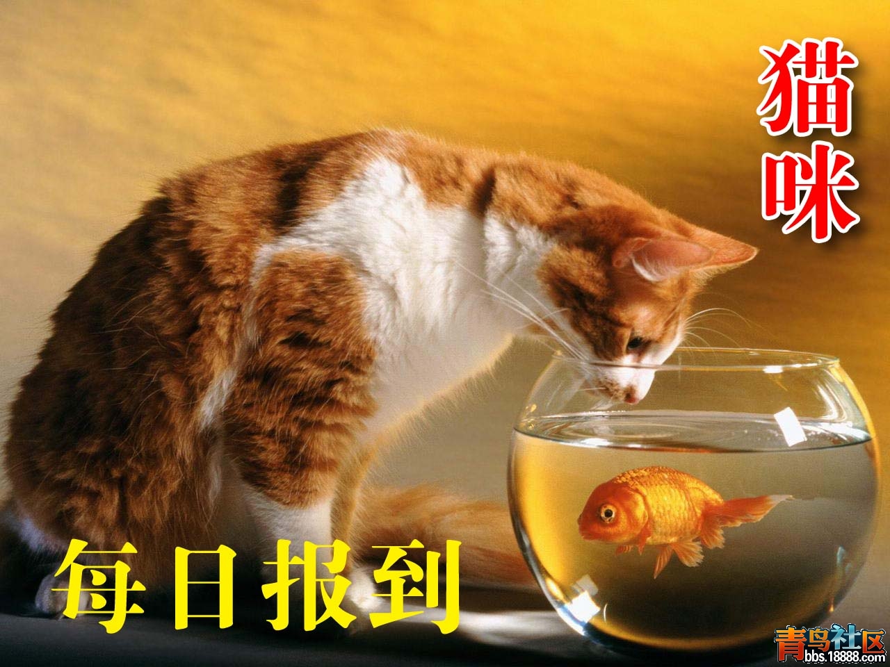 猫咪 拷贝.jpg