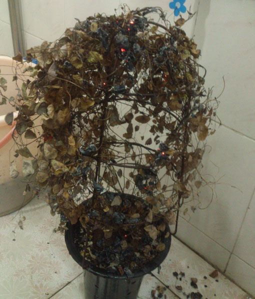 红藤金不换 (12).jpg