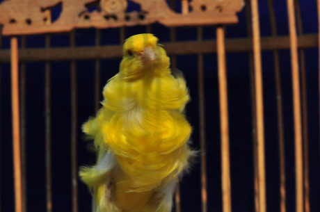 DSC_0061.jpg