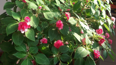 在阳台养的花 001.jpg