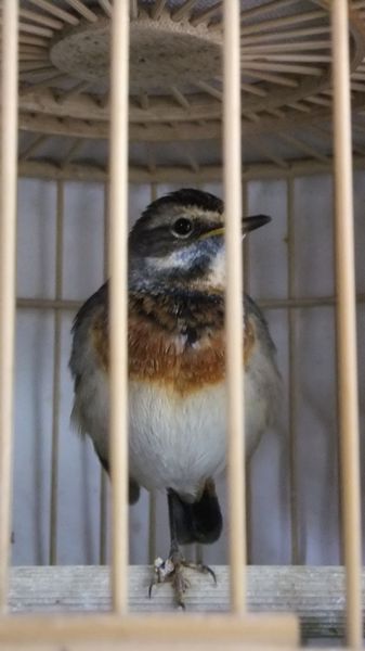 靛颏 010.jpg