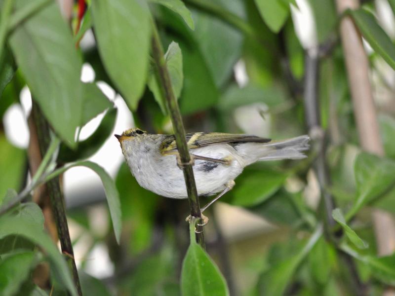 DSC_0449.JPG