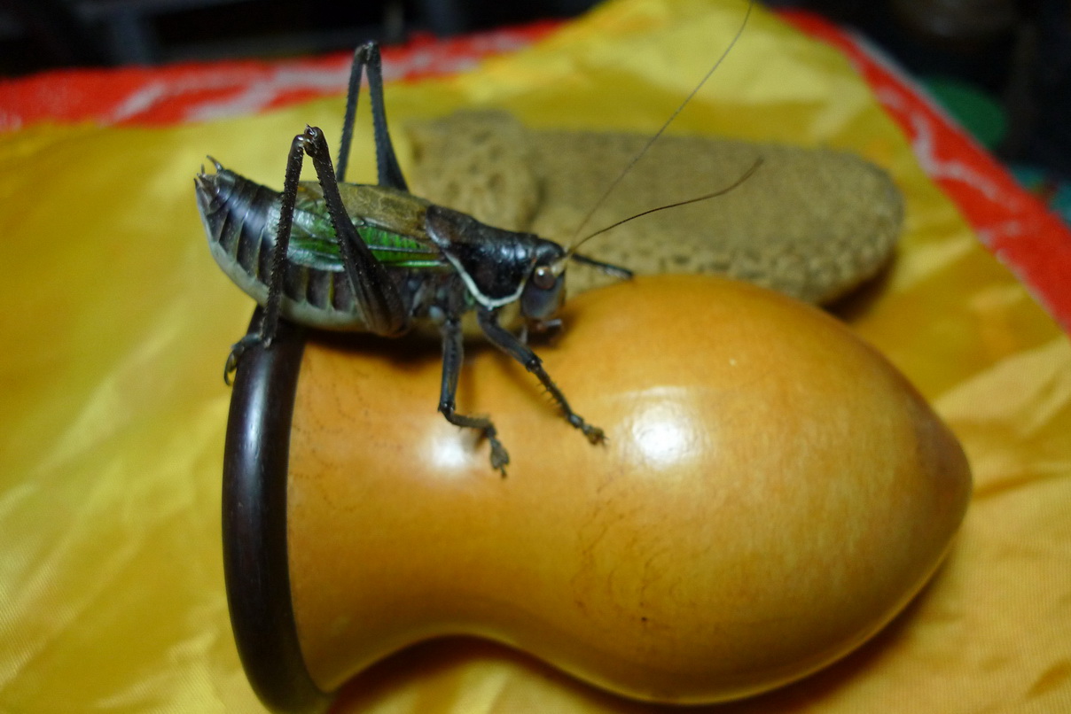 P1030677_调整大小.JPG