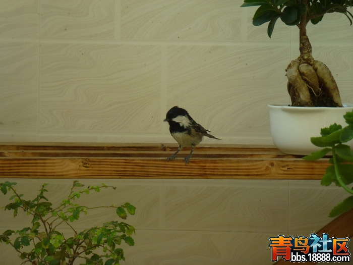 P1040397_调整大小.jpg