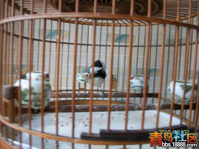 绣眼鸟 011.jpg