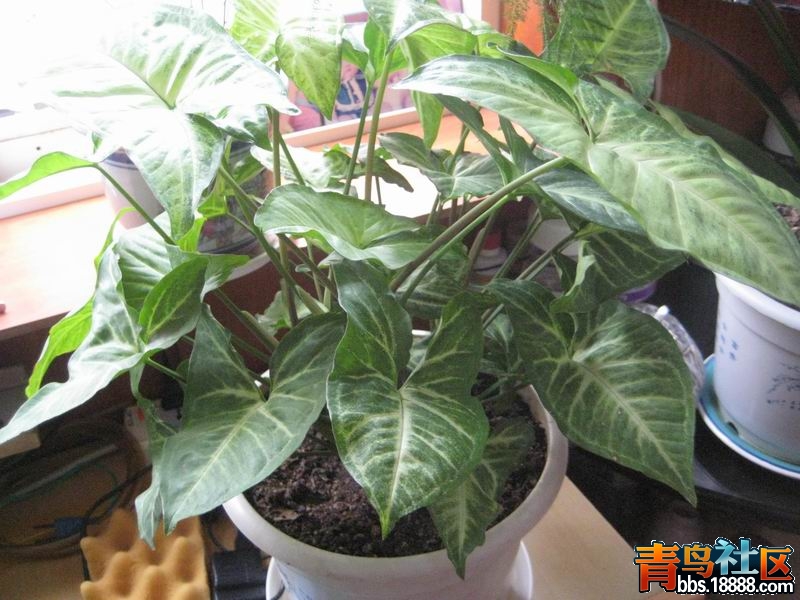 毛线 005.jpg