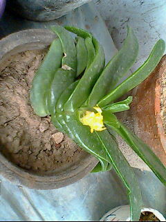 IMG0710A.jpg