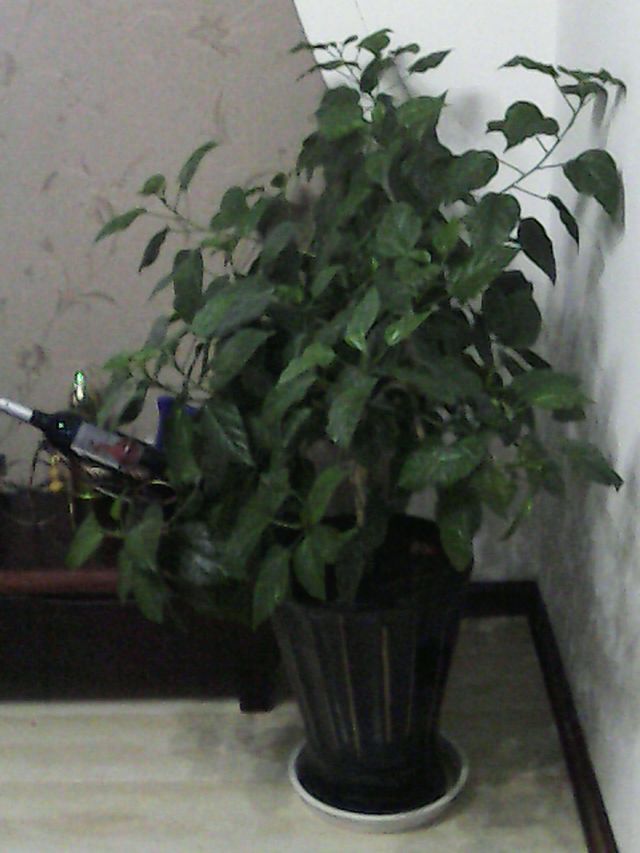 IMG_20140119_192108525.jpg