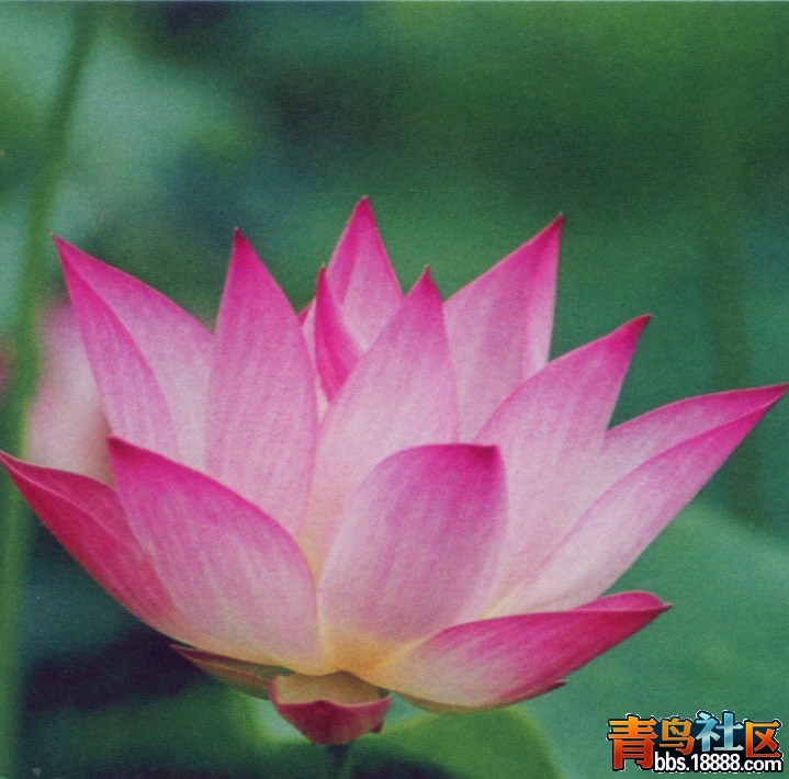 丹凤朝阳.jpg
