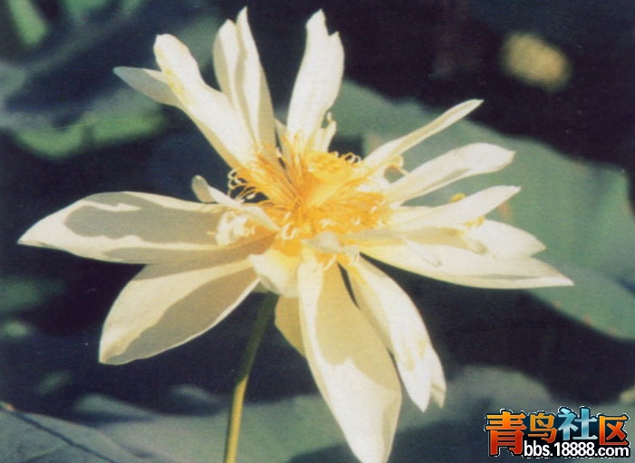 32翠柳.jpg