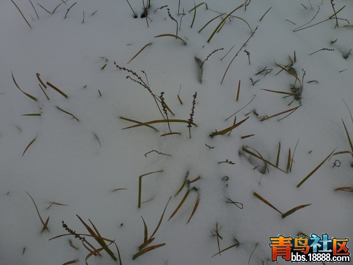 P1040537_缩小大小.JPG