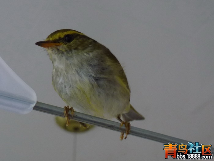 P1040668_缩小大小.jpg
