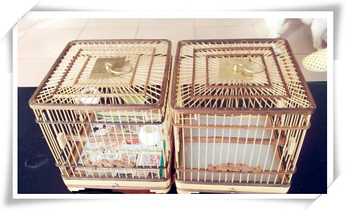绣眼、绣眼笼子 005_副本.jpg