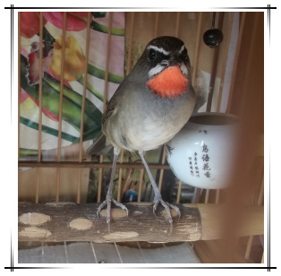 红靛颏19.jpg
