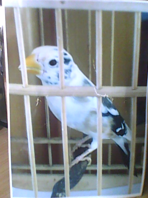 IMG0976A.jpg