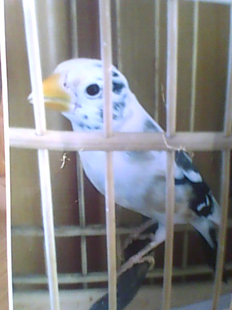 IMG0977A.jpg