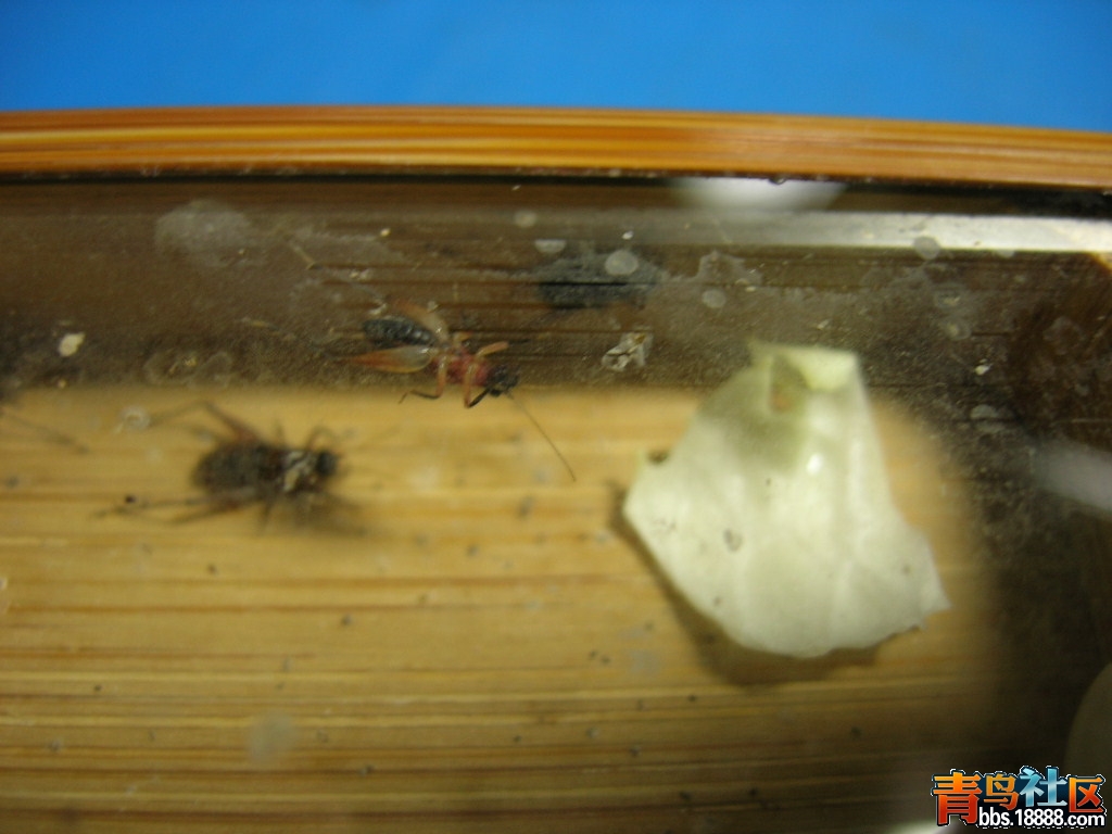 DSCN8480.JPG