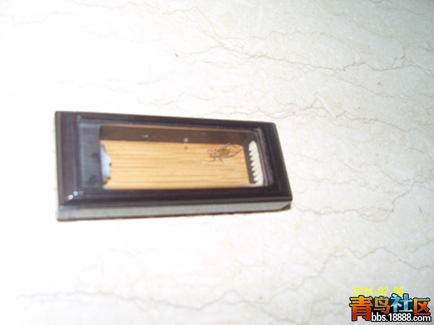 SNV80007_副本_副本.jpg