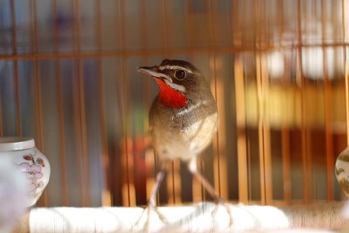 _MG_4985.jpg