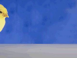小鸡.gif