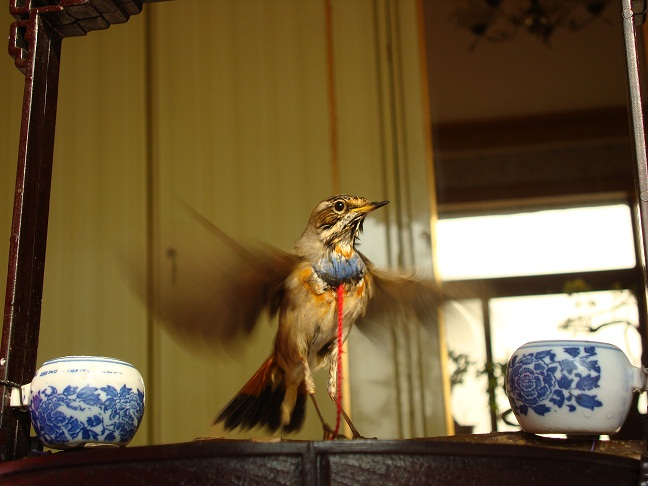 DSC07006.JPG