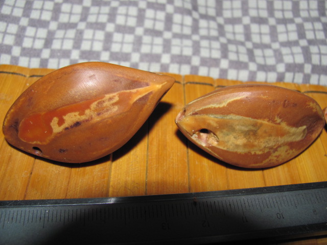 橄榄 018.jpg
