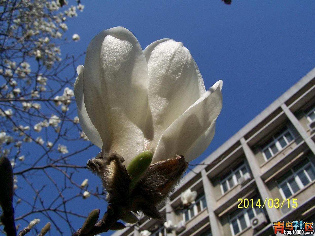2014白玉兰003.JPG