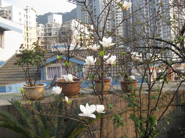 调整大小 IMG_6353.jpg