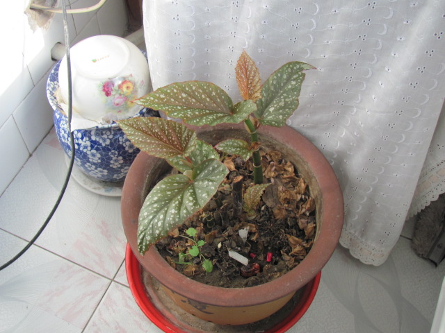 画眉 015.jpg