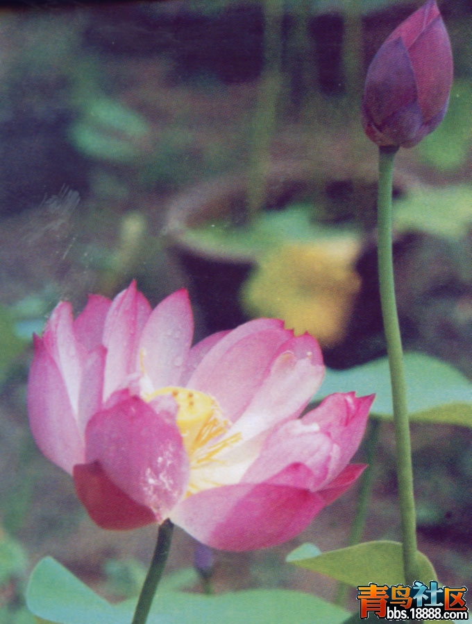 友谊红3号.jpg