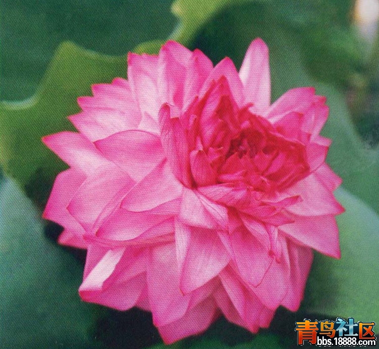 宜良千瓣.jpg